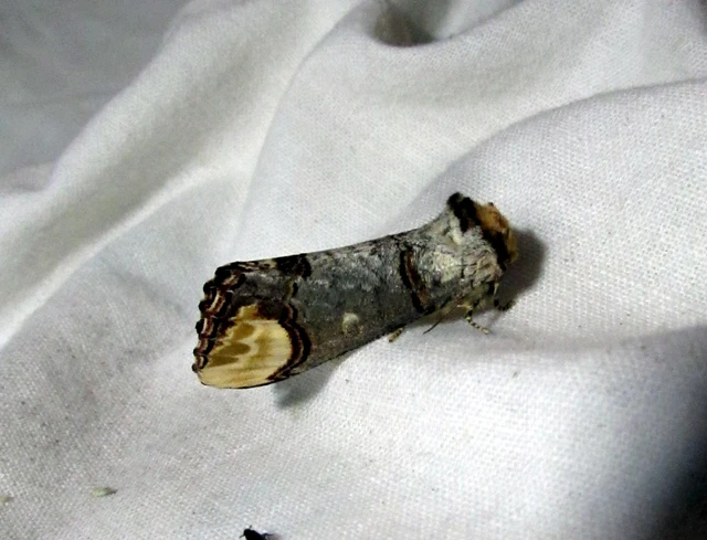Phalera bucephala - sárgafoltos púposszövő
