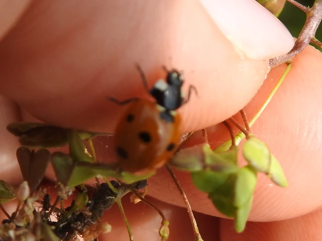 Coccinella septempunctata - hétpettyes katica