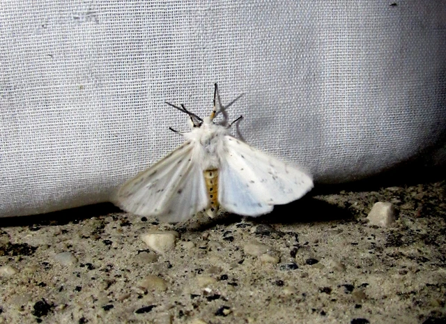 Spilosoma lubricipedum - tejszínű medvelepke