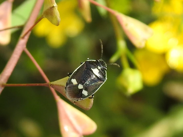 Eurydema oleracea - paréjpoloska Eurydema oleracea - paréjpoloska