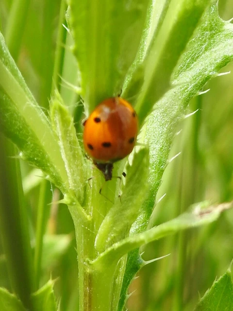 Coccinella septempunctata - hétpettyes katica