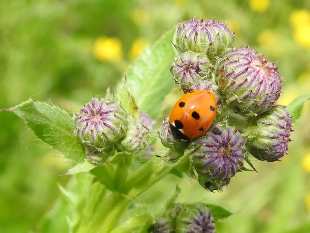 Coccinella septempunctata - hétpettyes katica