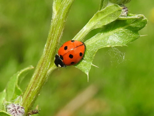 Coccinella septempunctata - hétpettyes katica