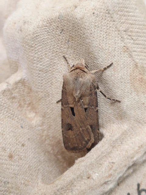 Agrotis exclamationis - felkiáltójeles földibagoly