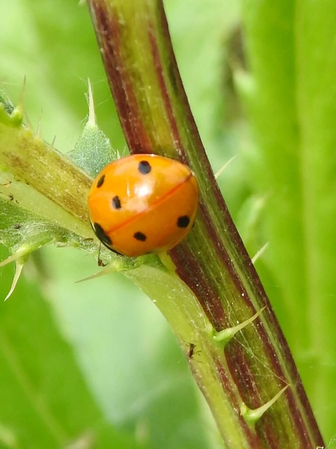 Coccinella septempunctata - hétpettyes katica