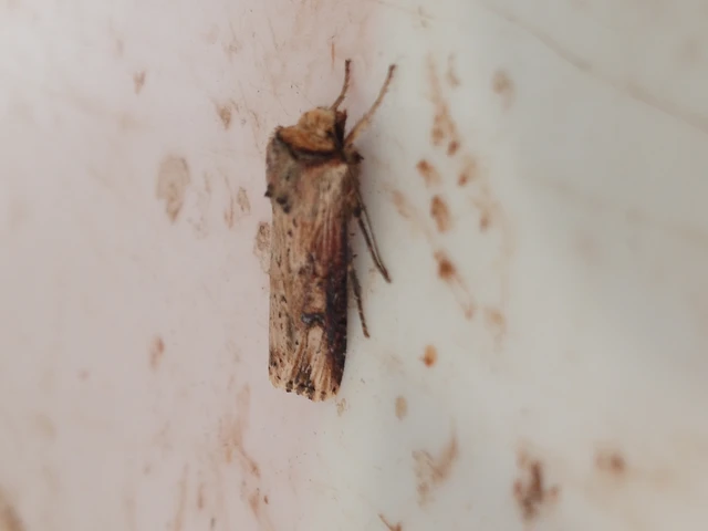 Axylia putris - vonalkás földibagoly