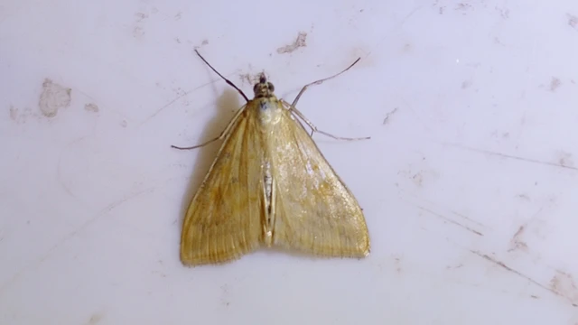 Sitochroa verticalis - világossárga dudvamoly