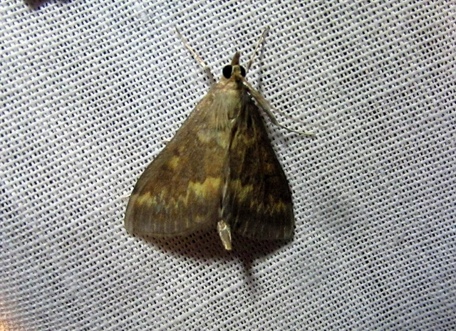 Ostrinia nubilalis - kukoricamoly