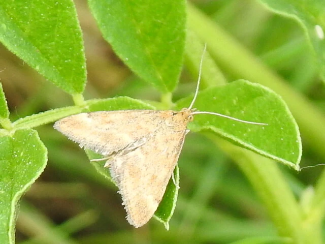 Pyrausta despicata - réti bíbormoly