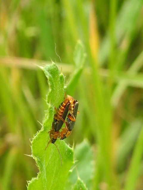 Cantharis lateralis - szegélyes lágybogár