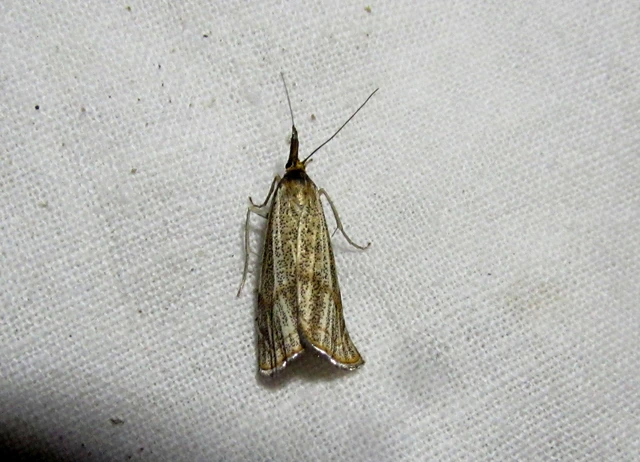 Thisanotia chrysonuchella - tavaszi fűgyökérmoly