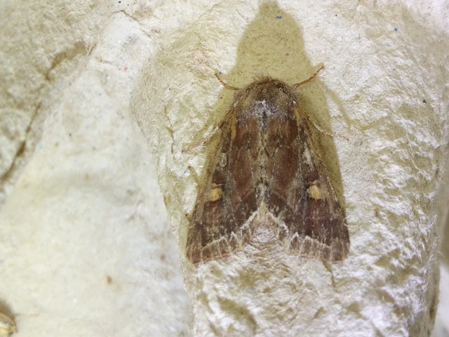 Lacanobia oleracea - saláta-kertibagoly