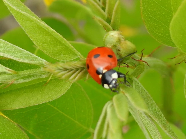 Coccinella septempunctata - hétpettyes katica