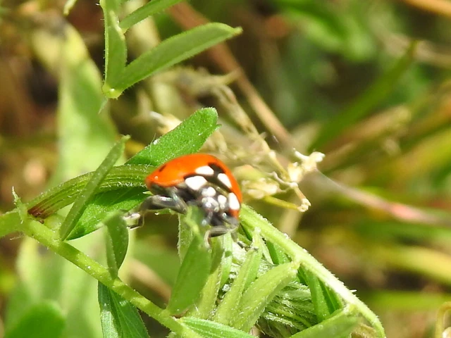 Coccinella septempunctata - hétpettyes katica