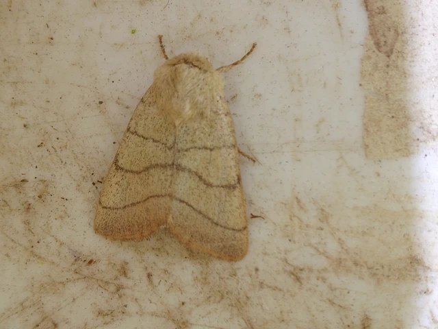 Charanyca trigrammica - háromsávos lombbagoly