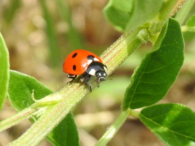 Coccinella septempunctata - hétpettyes katica