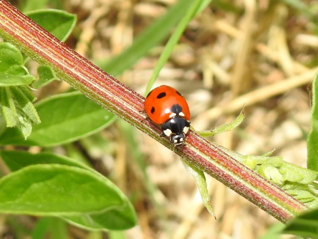 Coccinella septempunctata - hétpettyes katica