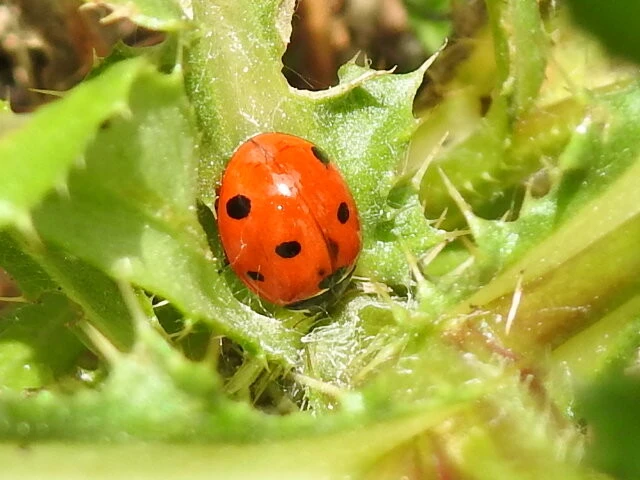 Coccinella septempunctata - hétpettyes katica