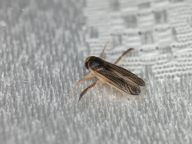 Corixidae - búvárpoloskák Corixidae - búvárpoloskák