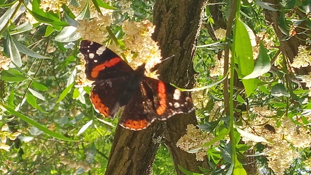Vanessa atalanta - atalantalepke