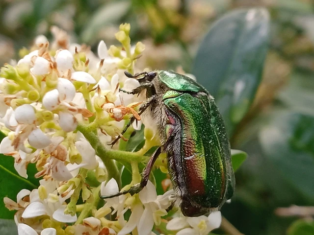Cetonia aurata - aranyos virágbogár