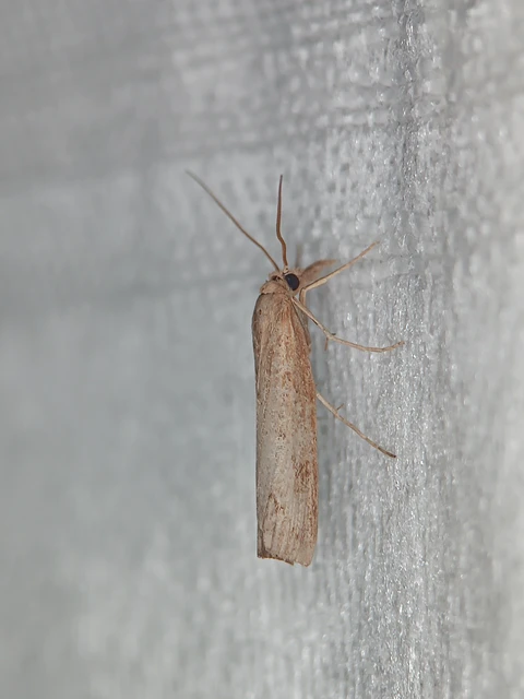 Pediasia contaminella - mocskos fűgyökérmoly