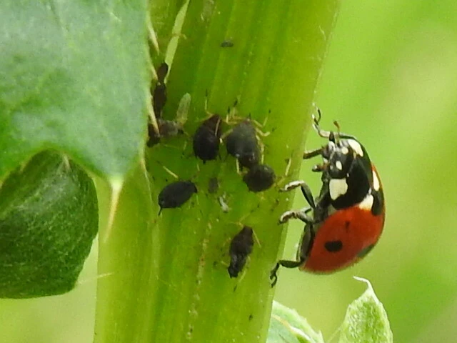 Coccinella septempunctata - hétpettyes katica