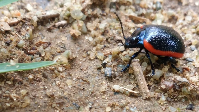 Chrysolina rossia - trapézhátú szegélyeslevelész