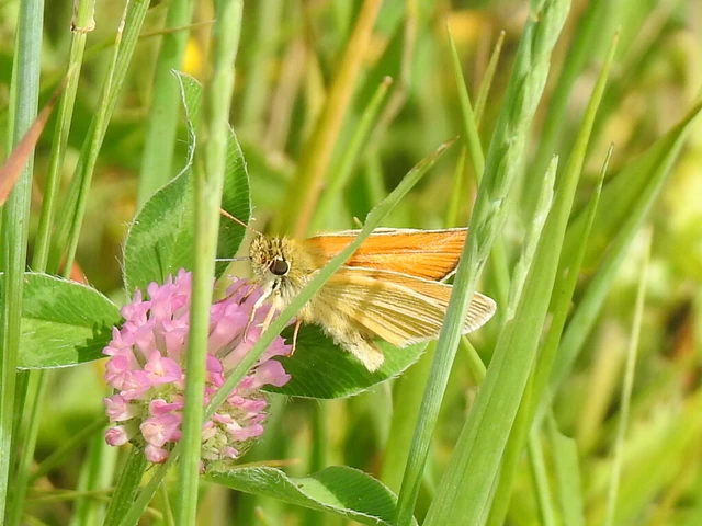 Thymelicus sylvestris - barna busalepke