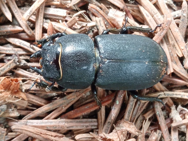 Dorcus parallelipipedus - kis szarvasbogár