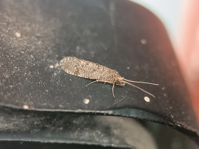 Trichoptera - Tegzesek