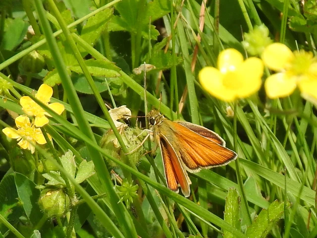 Thymelicus lineola - vonalas busalepke
