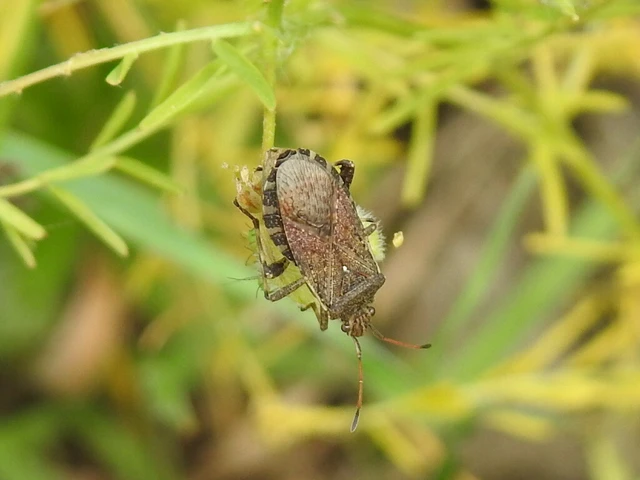 Ceraleptus
