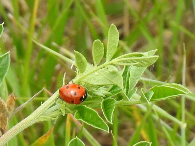 Coccinella septempunctata - hétpettyes katica