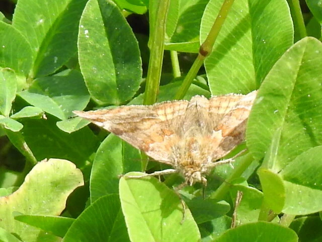 Euclidia glyphica - közönséges nappalibagoly