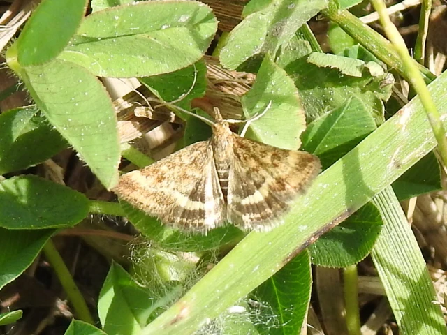 Pyrausta despicata - réti bíbormoly