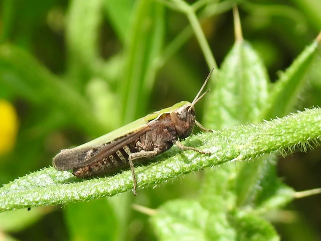 Chorthippus