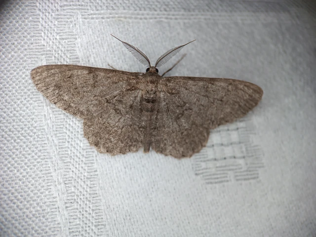 Hypomecis punctinalis - pettyes faaraszoló