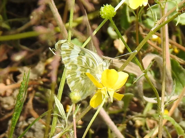 Pontia edusa - rezedalepke