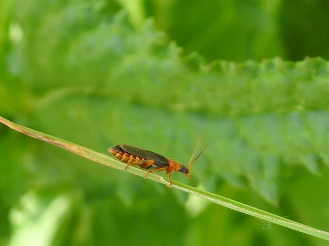 Cantharis flavilabris