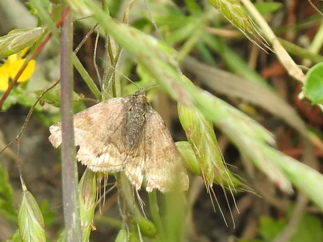 Euclidia glyphica - közönséges nappalibagoly