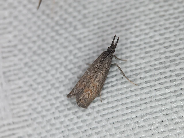 Platytes cerussella - törpe fűgyökérmoly