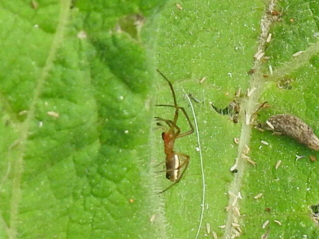Linyphiidae - vitorláspókok