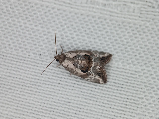 Hapalotis venustula - rózsaszínű mázasbagoly