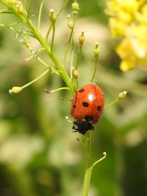 Coccinella septempunctata - hétpettyes katica