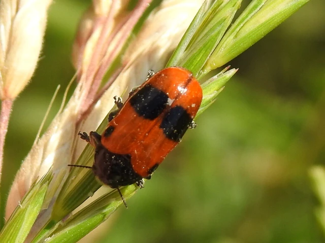 Clytra laeviuscula - fűzfa-zsákhordóbogár