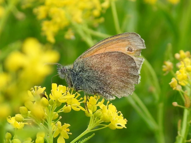 Coenonympha pamphilus - kis szénalepke