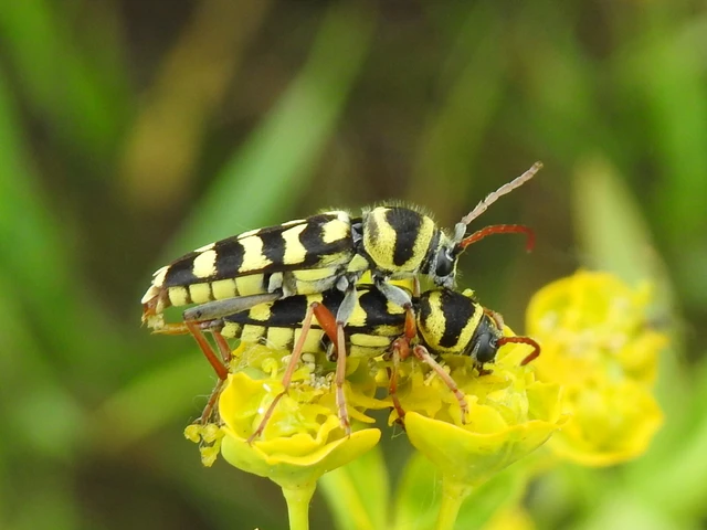 Echinocerus floralis - lucerna-darázscincér
