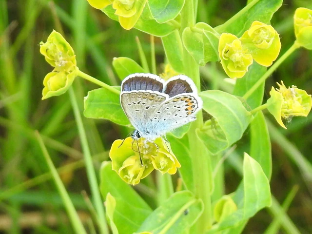 Plebejus argus - ezüstös boglárka