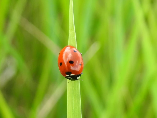 Coccinella septempunctata - hétpettyes katica